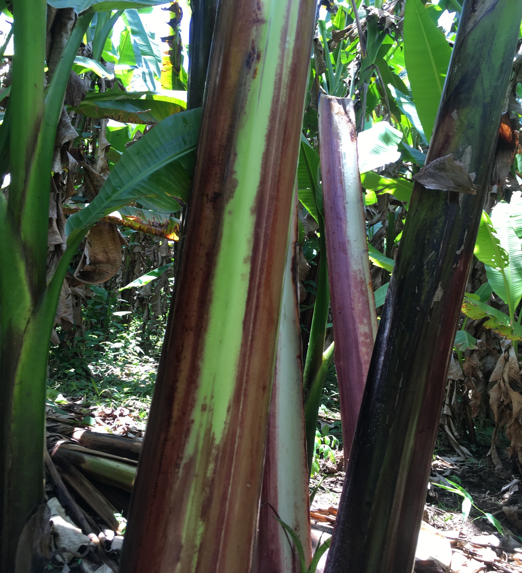 Predominant underlying color of the psuedostem